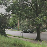 Public Trees at 1 Addington Rd