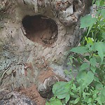 Public Trees at 31 Claflin Rd