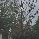 Public Trees at 155 Gardner Rd