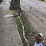 Public Trees at 307 Russett Rd, Chestnut Hill