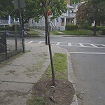 Public Trees at 79 Kenwood St