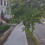 Public Trees at 91 Stedman St