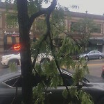 Public Trees at 242 Harvard St