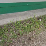 Sidewalk Repair at N42.33 E71.13