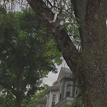 Public Trees at 222 Freeman St