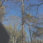 Public Trees at 96 Grove St, Chestnut Hill