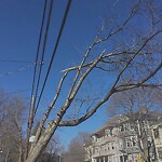 Public Trees at 133 Chestnut St