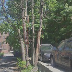 Public Trees at 159 St Paul St