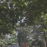 Public Trees at 96 Craftsland Rd, Chestnut Hill