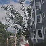 Public Trees at 16 Eliot Crescent, Chestnut Hill