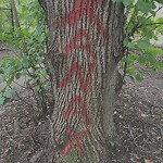 Public Trees at 178 Ivy St